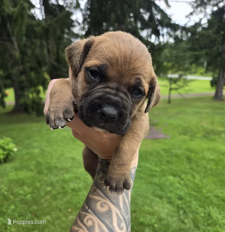 AKC Viggo  – Cane Corso puppy for sale in Ticonderoga, NY