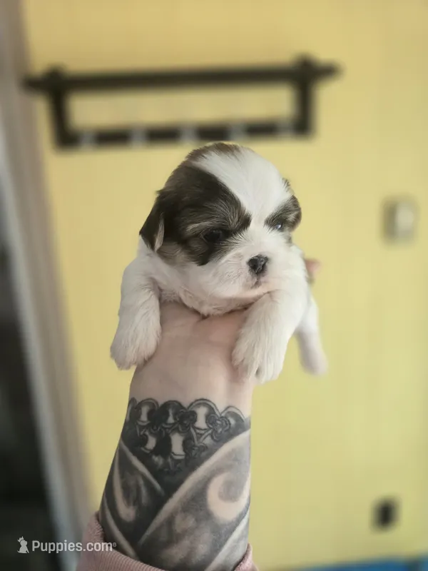 Bo – Pekingese, Shih Tzu puppy for sale in Ticonderoga, NY