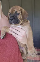 AKC Viggo , a male Cane Corso for sale in Ticonderoga, NY – 4 of 6