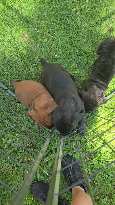 Ruby, a female Cane Corso for sale in Ticonderoga, NY – 9 of 9