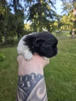 Deja Vu, a female Pekingese for sale in Ticonderoga, NY – 7 of 7
