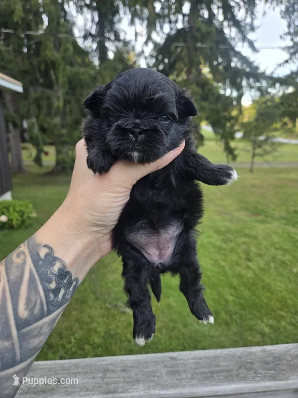 Daliah – Pekingese puppy for sale in Ticonderoga, NY