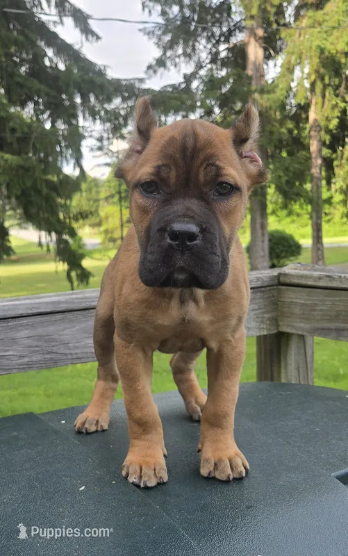 Scarlett  – Cane Corso puppy for sale in Ticonderoga, NY