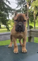 Scarlett , a female Cane Corso for sale in Ticonderoga, NY – 1 of 6