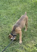 Scarlett , a female Cane Corso for sale in Ticonderoga, NY – 5 of 6