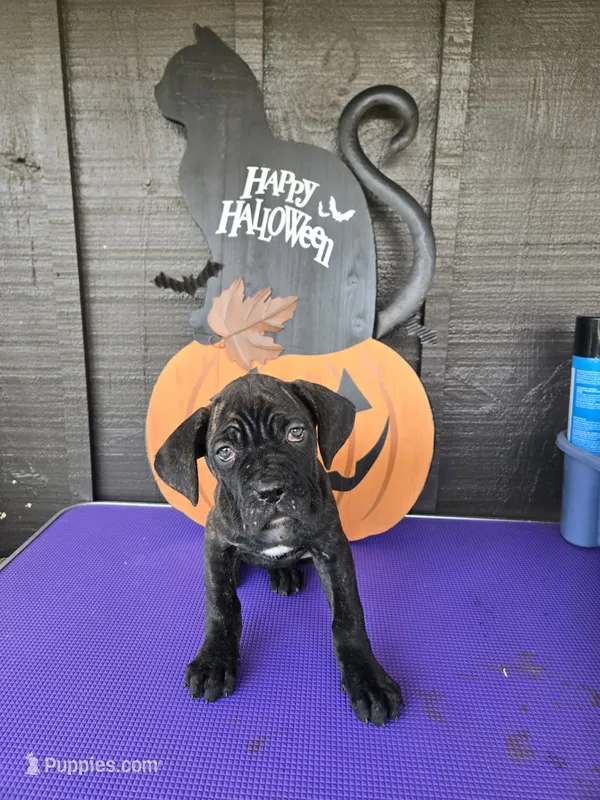 AKC Baylee – Cane Corso puppy for sale in Ticonderoga, NY