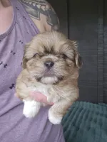 Boss Hogg, a male Pekingese and Shih Tzu for sale in Ticonderoga, NY – 5 of 6