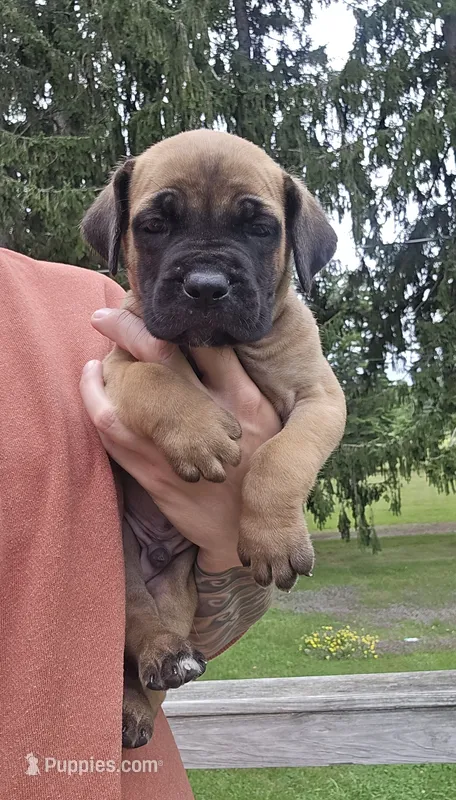 AKC Valiente  – Cane Corso puppy for sale in Ticonderoga, NY