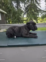 Sage, a female Cane Corso for sale in Ticonderoga, NY – 4 of 4
