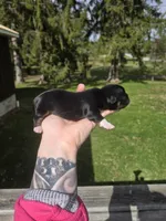 Luke, a male Pekingese and Shih Tzu for sale in Ticonderoga, NY – Photo 2 of 4