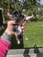 Luke, a male Pekingese and Shih Tzu for sale in Ticonderoga, NY – Photo 3 of 4