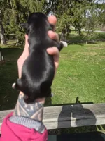 Luke, a male Pekingese and Shih Tzu for sale in Ticonderoga, NY – Photo 4 of 4