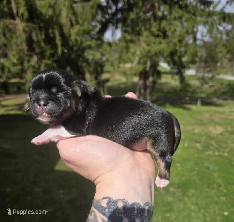 Luke – Pekingese, Shih Tzu puppy for sale in Ticonderoga, NY