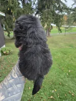 Decan, a male Pekingese for sale in Ticonderoga, NY – 4 of 5