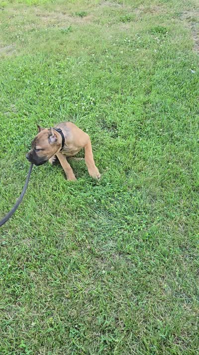 Scarlett , a female Cane Corso for sale in Ticonderoga, NY – 6 of 6