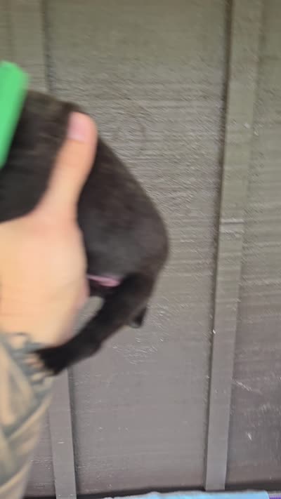 AKC Boomerang , a male Cane Corso for sale in Ticonderoga, NY – 5 of 5