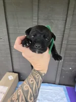 AKC Boomerang , a male Cane Corso for sale in Ticonderoga, NY – 4 of 5