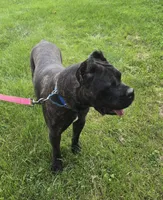 Savage , a female Cane Corso for sale in Ticonderoga, NY – 2 of 5