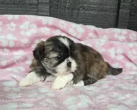 Daisy, a female Pekingese and Shih Tzu for sale in Ticonderoga, NY – 2 of 7