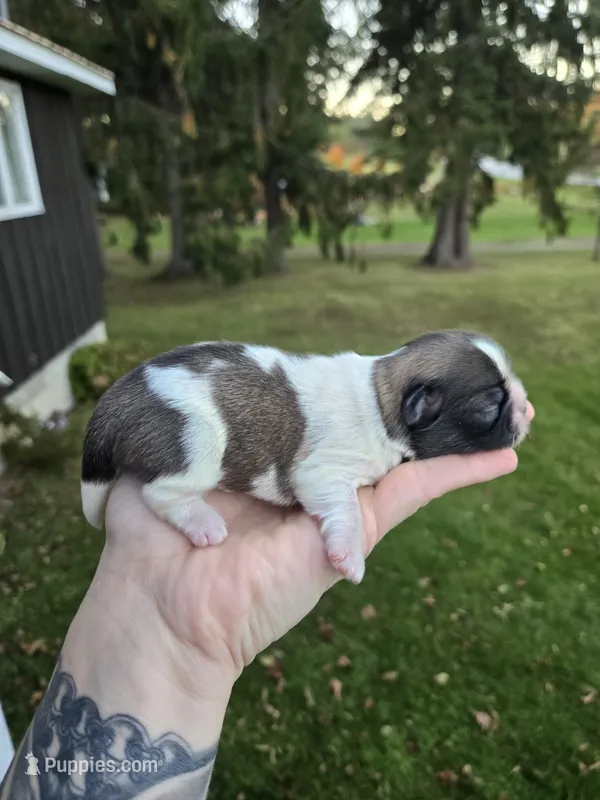 Eddie, a male Pekingese and Shih Tzu for sale in Ticonderoga, NY – 1 of 7
