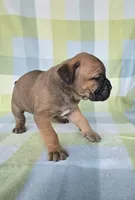 Sonya , a female Cane Corso for sale in Ticonderoga, NY – 4 of 7