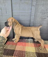 AKC Vladimir , a male Cane Corso for sale in Ticonderoga, NY – 2 of 7