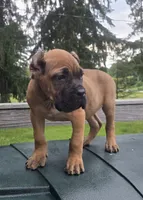 Tuscan, a male Cane Corso for sale in Ticonderoga, NY – 3 of 4