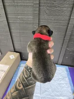 AKC Baylar, a male Cane Corso for sale in Ticonderoga, NY – 3 of 5