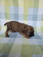 Ruby, a female Cane Corso for sale in Ticonderoga, NY – 8 of 9