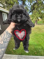 Daliah, a female Pekingese for sale in Ticonderoga, NY – 6 of 6