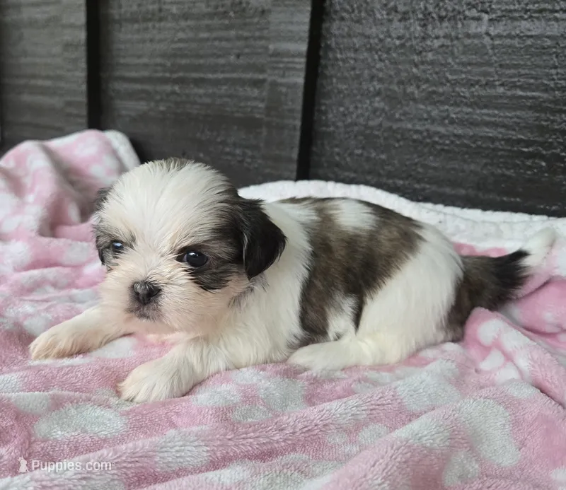 Lulu – Pekingese, Shih Tzu puppy for sale in Ticonderoga, NY