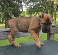 Scarlett , a female Cane Corso for sale in Ticonderoga, NY – 2 of 6
