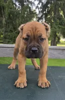 ICCF Sonya , a female Cane Corso for sale in Ticonderoga, NY – 2 of 5