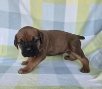 Ruby, a female Cane Corso for sale in Ticonderoga, NY – 5 of 9
