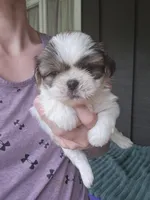 Duke, a male Pekingese and Shih Tzu for sale in Ticonderoga, NY – 4 of 6
