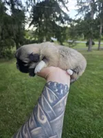 Darla, a female Pekingese for sale in Ticonderoga, NY – 5 of 6