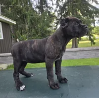 Sage, a female Cane Corso for sale in Ticonderoga, NY – 3 of 4