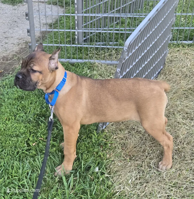 ICCF Sonya  – Cane Corso puppy for sale in Ticonderoga, NY