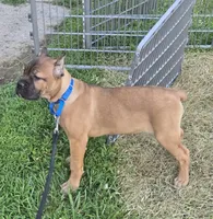 ICCF Sonya , a female Cane Corso for sale in Ticonderoga, NY – 1 of 9