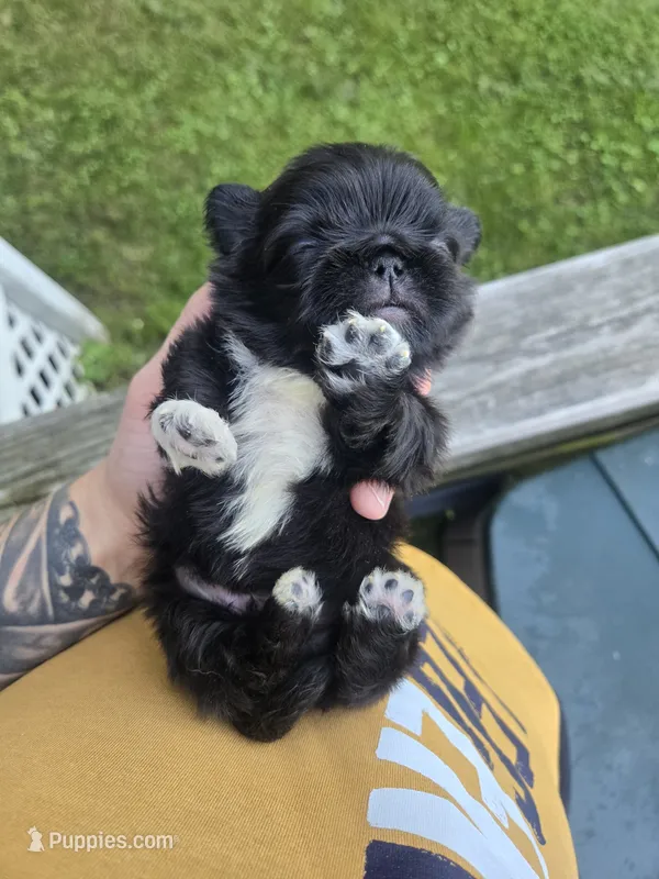 Decan – Pekingese puppy for sale in Ticonderoga, NY