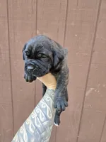 Apache , a male Cane Corso for sale in Ticonderoga, NY – 7 of 7