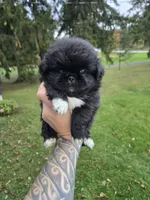 Decan, a male Pekingese for sale in Ticonderoga, NY – 1 of 5
