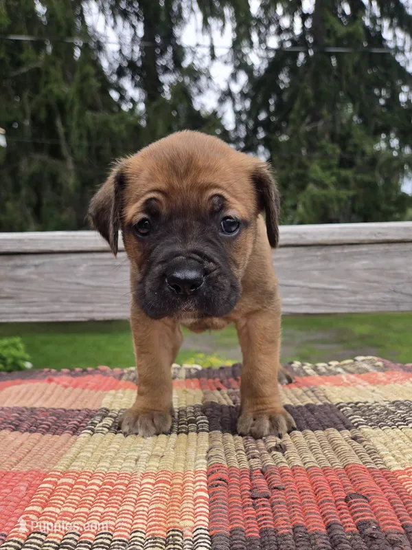 AKC Vladimir  – Cane Corso puppy for sale in Ticonderoga, NY