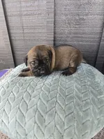 Scarlett , a female Cane Corso for sale in Ticonderoga, NY – Photo 2 of 5