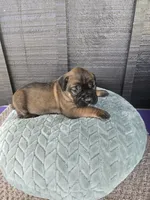 Scarlett , a female Cane Corso for sale in Ticonderoga, NY – Photo 5 of 5