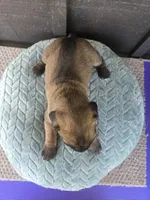 Scarlett , a female Cane Corso for sale in Ticonderoga, NY – Photo 3 of 5