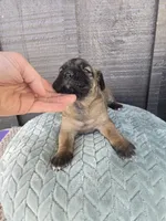 Scarlett , a female Cane Corso for sale in Ticonderoga, NY – Photo 4 of 5