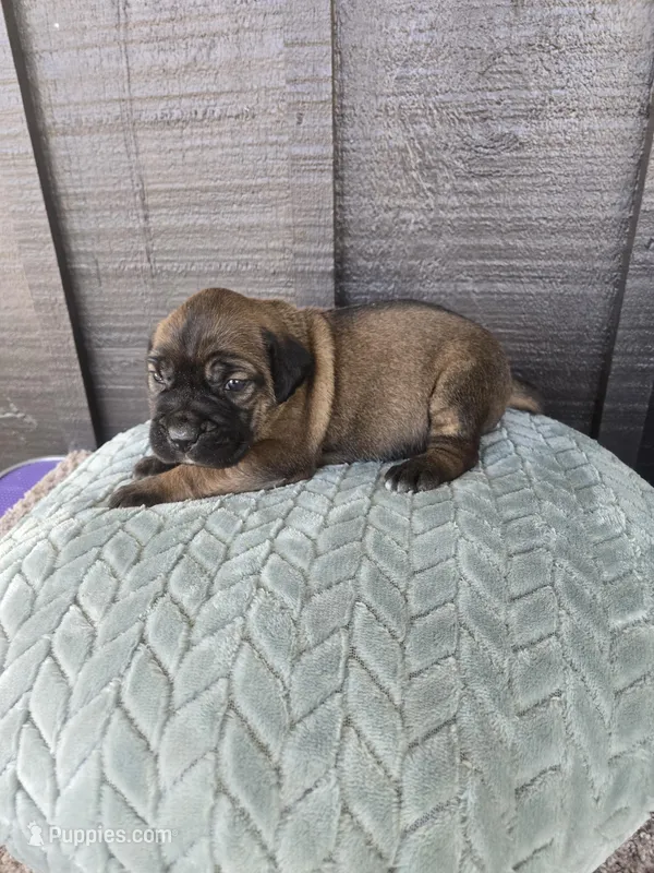 Scarlett  – Cane Corso puppy for sale in Ticonderoga, NY