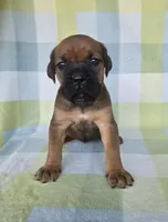 Ruby, a female Cane Corso for sale in Ticonderoga, NY – 3 of 9