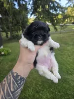 Deja Vu, a female Pekingese for sale in Ticonderoga, NY – 2 of 7